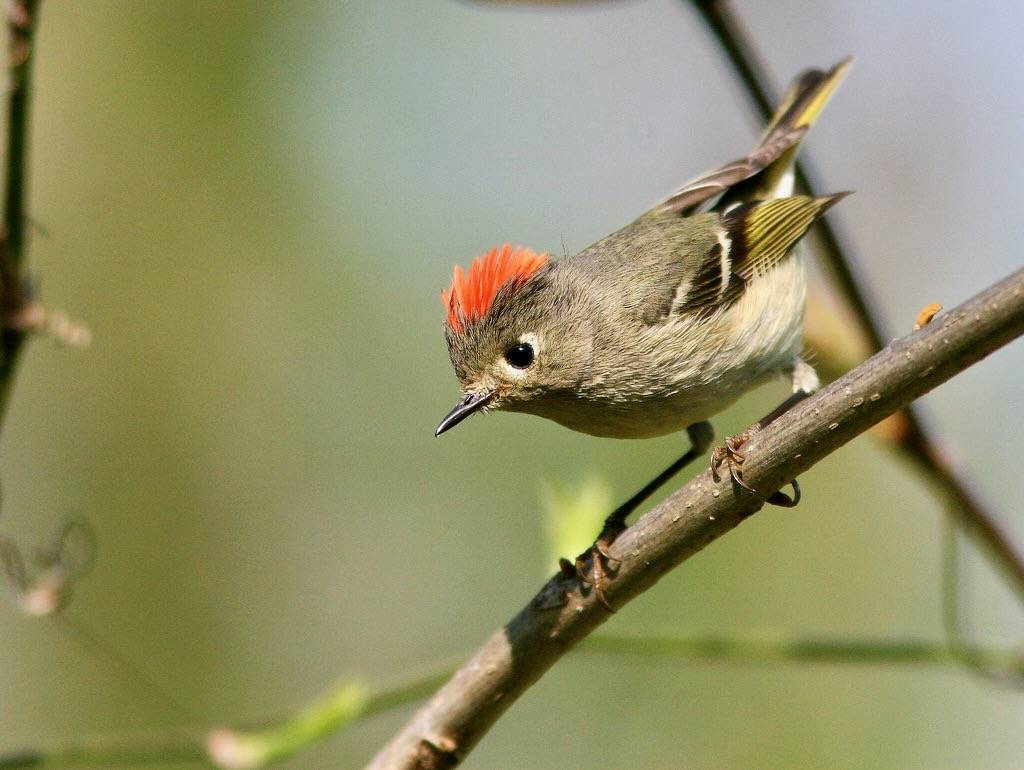 Ruby-crowned Kinglet 2-20100414 by Kenneth Cole Schneider is licensed under CC BY-NC-SA 2.0.